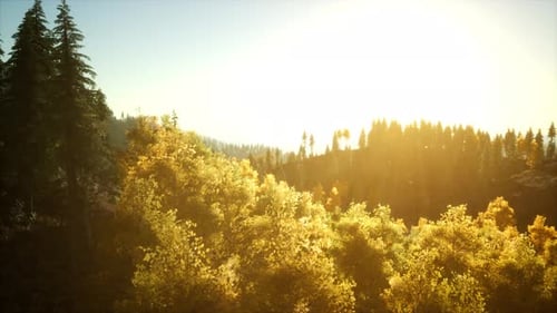 Coucher de soleil radieux dans les montagnes avec la forêt