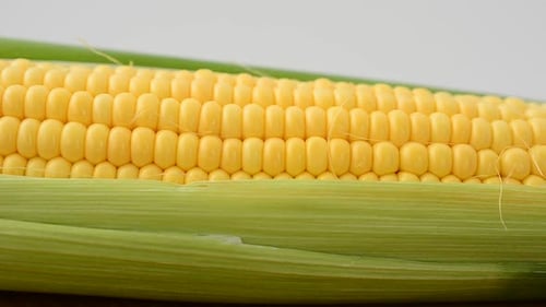 Fresh Ear of Corn Close Up