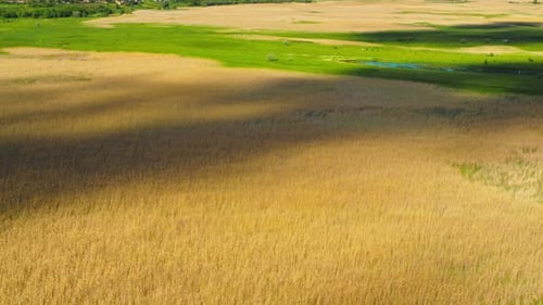 Aerial View Wheat Field at Summer Season