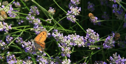 Papillon