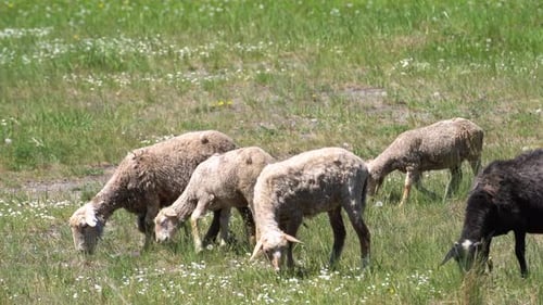 Cute White Sheep Lamb Graze on Meadow in Springtime