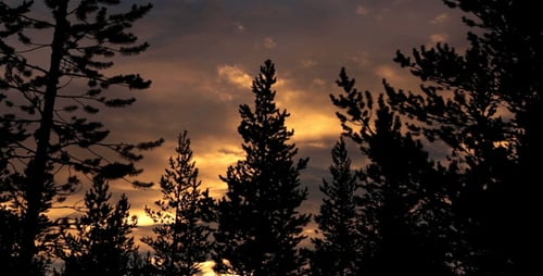 Trees Silhouetted Against Colorful Sunset Sky