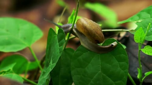Schnecke krabbelt auf dem grünen Blatt im Regenwald