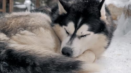 Husky Dog Sleeping Curled Up in Winter Snow