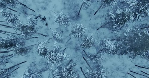 Copter Flies Over a Snowy Forest Tall Pines and Spruces