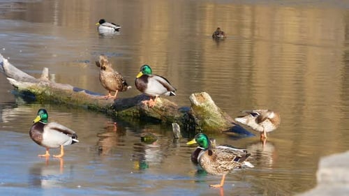 Ducks Swim on Lake Close Up
