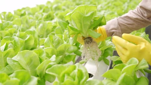 4K Asian woman gardener working in organic hydroponic vegetable garden.