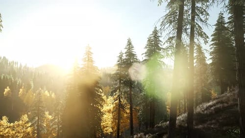 Sun Shining Through Pine Trees in Mountain Forest