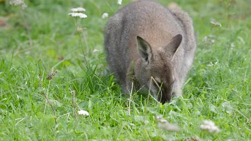 Bennetts Baumkänguru frisst Gras. Dendrolagus Bennettianus weidet auf der Wiese.