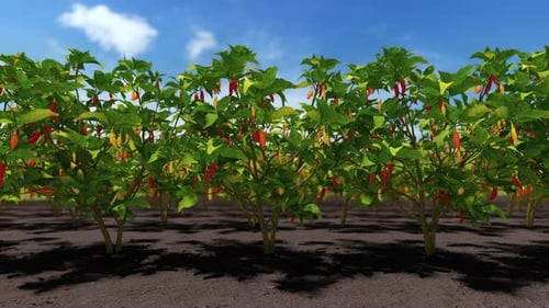 Peppers In A Field And Blue Sky In The Summer