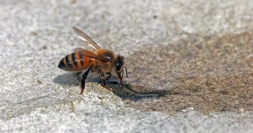 European Honey Bee, apis mellifera, Bees drinking Water on a Stone, Normandy, Real Time 4K