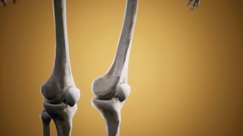Full Human Skeleton Standing