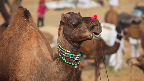 Camel
