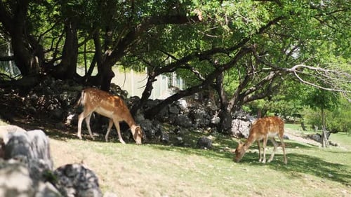 Two Young Fallow Deer Grazing in Beautiful Green Summer Meadow