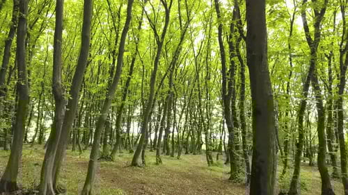 Dense green summer forest with many tall trees and morning sun light.