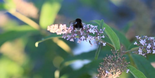 Bumblebee Pollinating Purple Flowers in the Sunlight