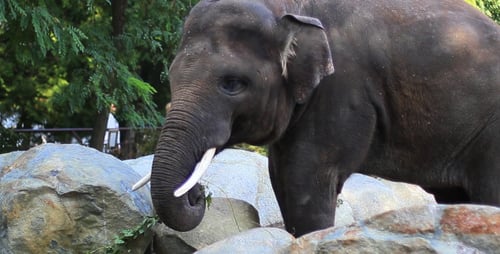 The Elephants
