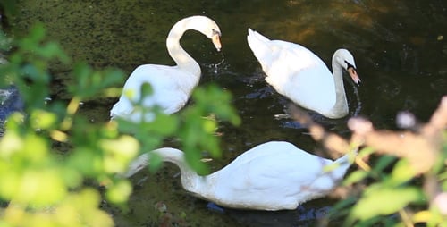 Elegant Swans Foraging in a Tranquil Pond
