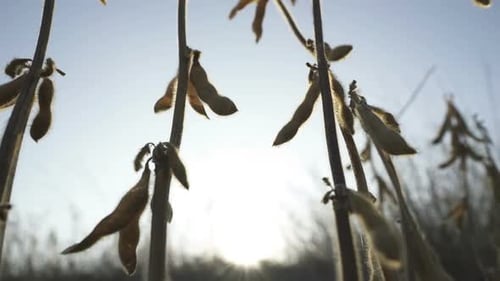 Soybean Plants Against the Golden Sky