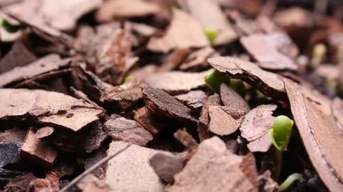 Plant TImelapse