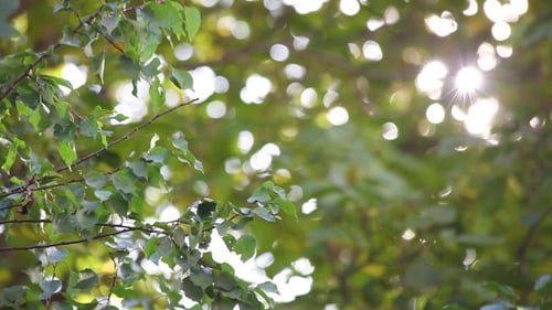 Sunlight Streaming Through Tree Leaves Creating Bokeh