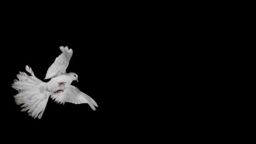 Majestic White Dove Flying in Slow Motion
