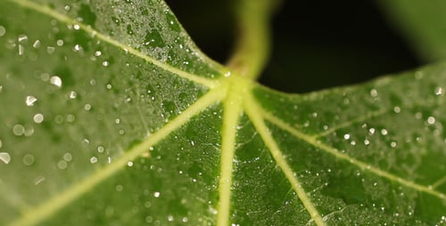 Dew-Kissed Leaf Shimmers in Natural Light