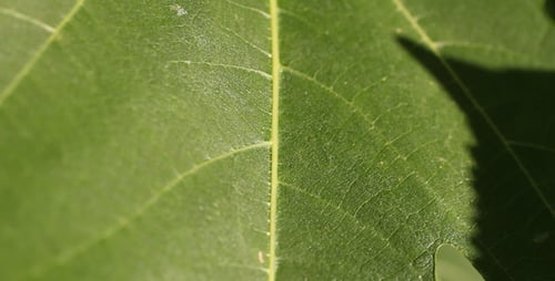Detailed Close Up of a Green Leaf