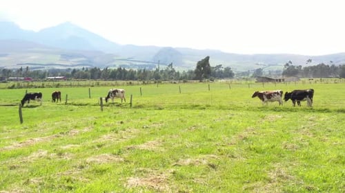 Cows Graze Peacefully in a Green Rural Field