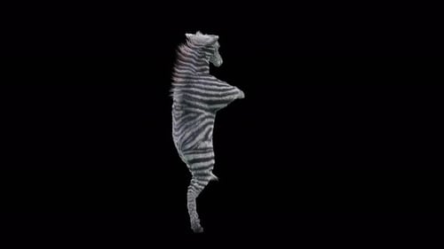 Dancing Zebra 3D Animation with Alpha Channel