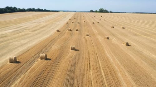 Round Hay Bales At The Field 7