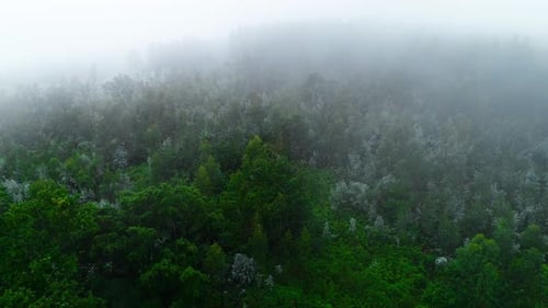 Forest Fog Scene