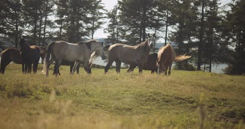 Wildhorses Walking And Grazing In Meadow