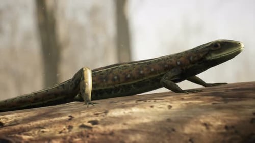 Lézard dans une forêt ensoleillée