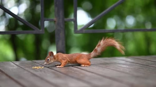Red Squirrel in the Park