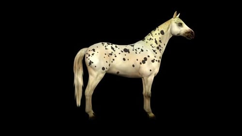 Spotted Horse Idle 2
