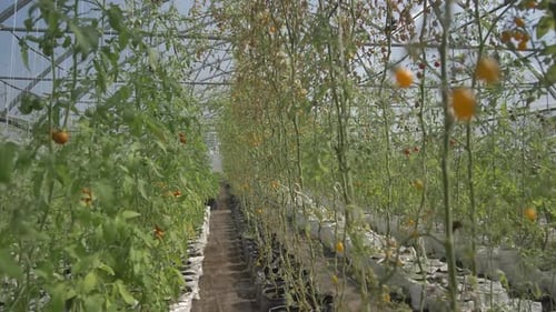 Greenhouse Growing Rows of Ripe Red Tomatoes