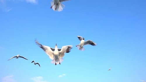 Graceful Seagulls Flying Freely in Blue Sky