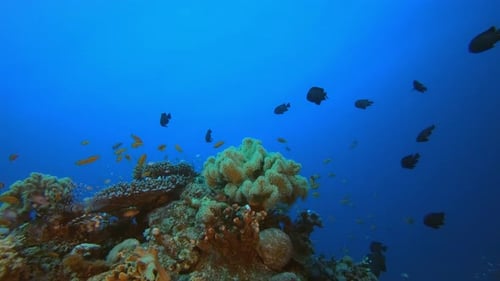 Tropical Underwater Fish Corals Reef