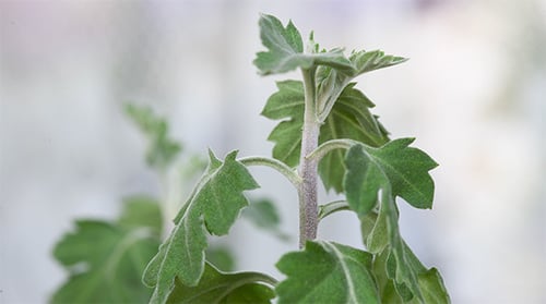 Close-Up of a Green Plant with Fuzzy Leaves