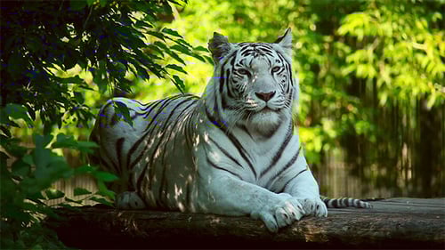 White tigress.