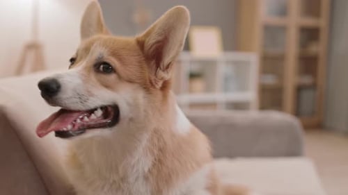 Corgi Dog Portrait Indoors on Couch