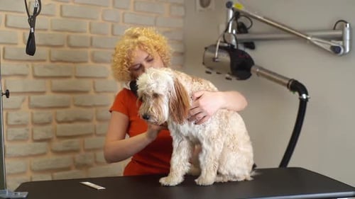 Woman Grooming Cute Dog in Professional Studio