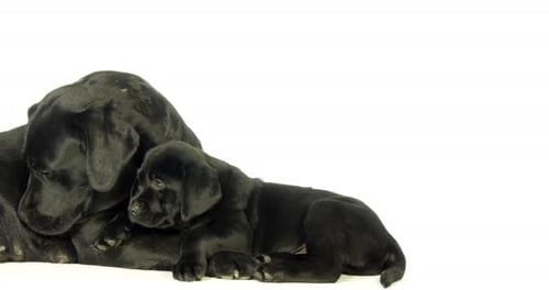 schwarzer Labrador Retriever, Hündin und Welpe lecken auf weißem Hintergrund, Normandie, Zeitlupe 4K