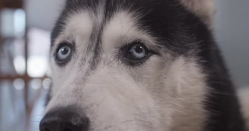 Un divertido primer plano de un hermoso husky con hermosos ojos azules y una sonrisa en su rostro