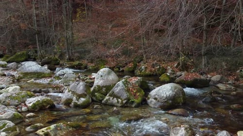 River in mountain forest with red and yellow trees autumn foliage