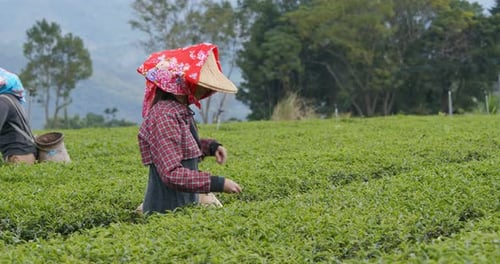 People pick tea leaves in the farm
