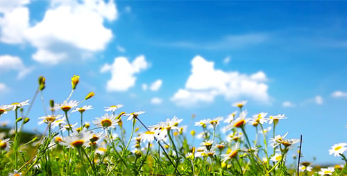 Fleurs de camomille
