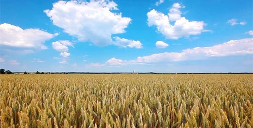 Wheat Field