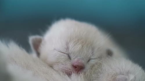 Close Up of Adorable Sleeping White Kittens